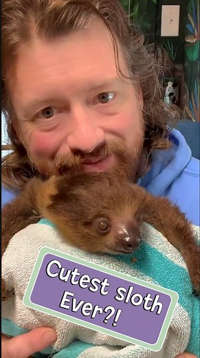 1.3K views · 406 reactions | We have a dilemma!!! Which sloth is cuter Dash or Chloe?!? Come visit Ocoee Riverside Farm and see for yourself. | Ocoee Riverside Farm | Facebook