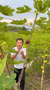 244K views · 855 reactions | Yummy Ripe Fig Harvest from Farm by Rural Farmer | Sweet fig harvesting #fruit #harvest #Amazing #fruits #yummyfruits #viralvideoシ #fypviral #fbyシvideo | Satyam creater | Facebook