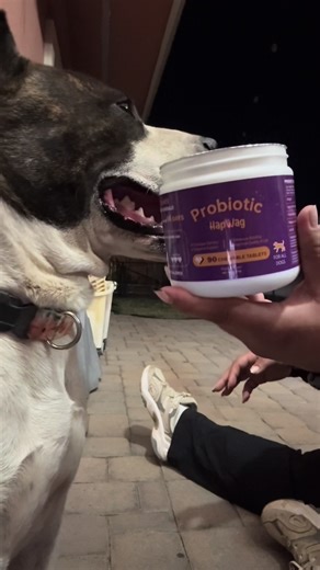 Treat time #hapwagprobiotic #tiktokdogs #hapwagchews #hapwagtreats