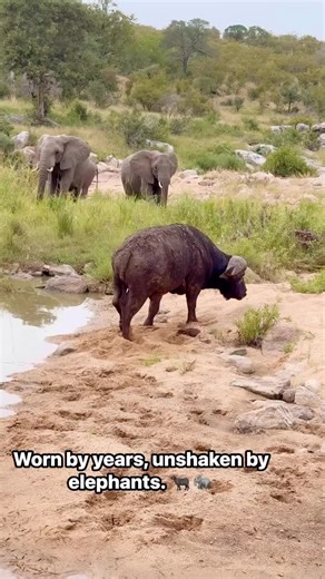 The Resilient Buffalo: Calm Strength in the Savanna