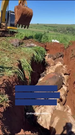 PECUÁRIA OFICIAL on Instagram: "Uma família de agricultores de Novo Xingu, na região de Palmeira das Missões, perdeu 48 vacas em lactação em um período de poucas horas. O prejuízo ultrapassa R$ 600 mil. A propriedade é mantida pela família de Vanderlei e Solange Witter há 30 anos. A principal hipótese é que tenha ocorrido uma intoxicação pela pastagem, devido ao excesso de chuvas, alta umidade e baixa incidência de sol. Amostras foram encaminhadas para análise. Via: @rdindependente"
