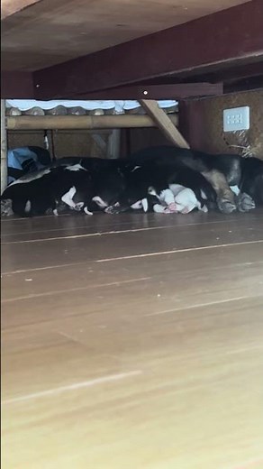 Did you know puppies are born with their eyes and ears closed?