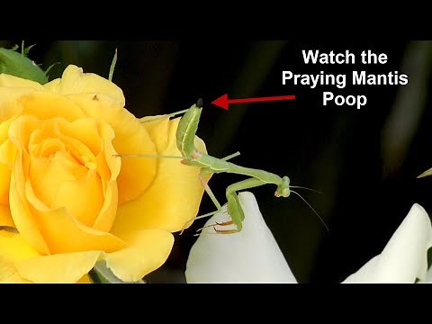 Praying Mantis Poops