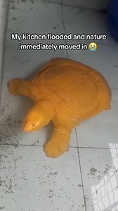 239K views · 4.2K reactions | Cheese turtle 燎 Just kidding ! This...
