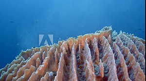 Xestospongia testudinaria (barrel sponge) lives on the bottom of the tropical sea and releases thousands of eggs into the sea water to leave behind offspring.