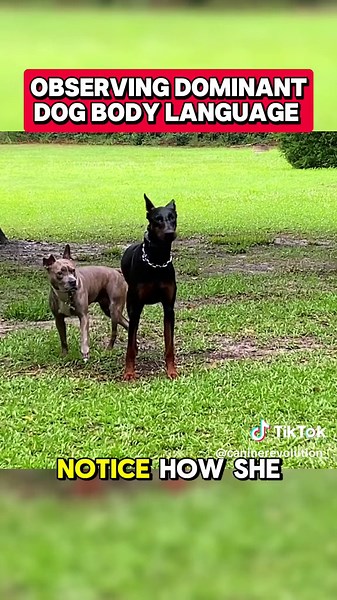 Understanding Dominant Dog Body Language with Dobermans