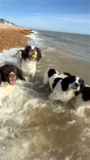 Springer Spaniels Enjoying Downtime Before Summer Training