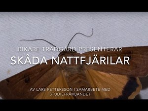 Skåda nattfjärilar
