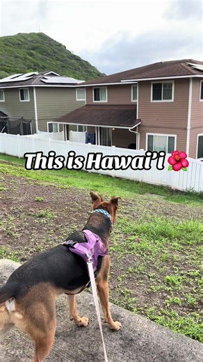 Exploring Beautiful Hawai’i with Cute Puppies