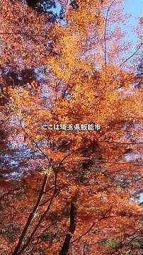 Got Lost on a Japanese Autumn Hike!🍁Relaxing River Sounds ASMR💧