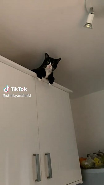 Stinky Malinki on TikTok