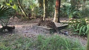 Q&A at Big Cat Rescue- Follow along as Keeper Brittany shows you many of the Tigers, Lion, Leopards, Jaguar, Cougars, Lynx, Servals, Bobcats, Savannah Cats and an Ocelot that call Big Cat Rescue home! Cats Featured: Cyrus, Chaos, Armani, Natalia, Manny, and Jinx! | Big Cat Rescue