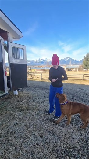 Horse in the trailer? Easy. But can the dog? The trailer loading process for dogs is WAY simpler than horses! #DogTraining #TrailerLoading #DogLife #PetTips #SmartDog