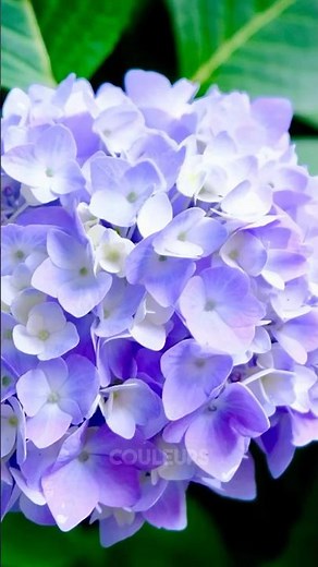Comment bouturer un hortensia pour avoir un beau jardin cet été #hydrangea #hortensia