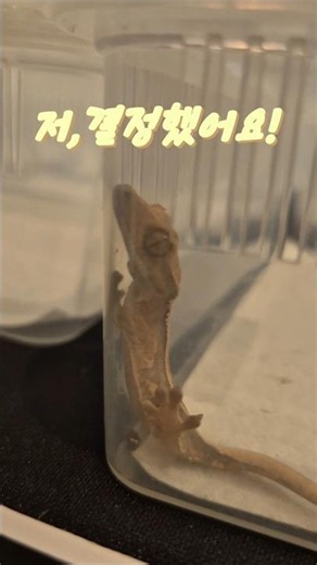 우리집에 온 폭룡도마뱀 #도마뱀키우기 #크레스티드게코 #크레스티드게코도마뱀