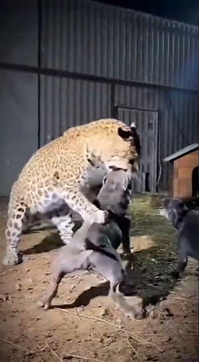 Leopard vs Pitbull: Intense Night Encounter! 🐆🐕