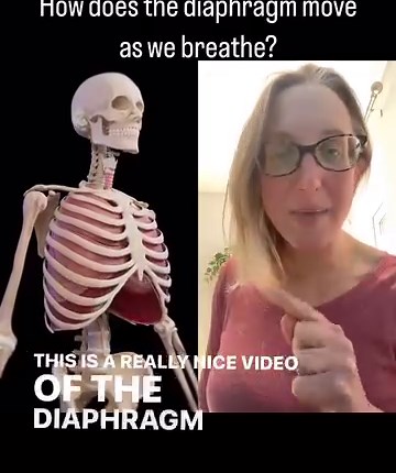 How Does The Diaphragm Move? As part of your Level 2 and 3 anatomy...
