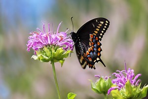 16 plants that will bring butterflies to your garden
