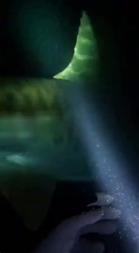 A Tiger Shark Appeared Out of the Darkness on Our Night Dive 😱🦈 #shark