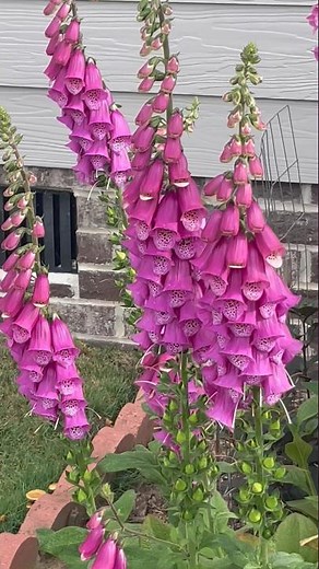 Growing Foxgloves from seed.#ncgarden #zone8a #growingflowers #growingflowers