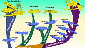 Ancient fish had fingers, bridged the gap between aquatic and land animal | The Jerusalem Post
