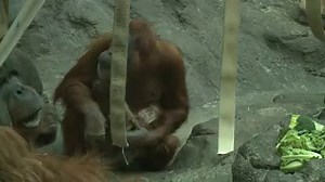 55K views · 1.7K reactions | Meet the newest addition to the zoo....