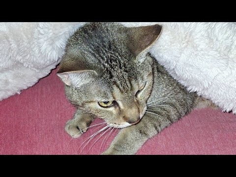 Leviticus chapter 13