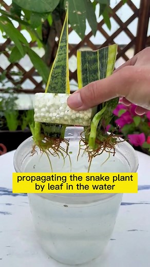 Propagate the snake plant by leaf in the water #snakeplant #snakeplantpropagation #snakeplantcare #sansevieria #plant #plants #plantoftiktok #planttok #plantlover #fyp