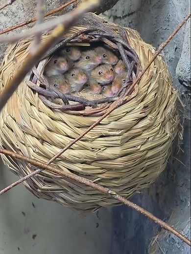 inside a Harvest Mouse Nest Europe's Smallest Rodent!