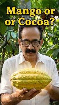 Is this a Mango or a Cocoa Pod? 🥭😲 | Mallinas Chocolates
