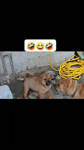 #papi fight big dogs #likeforlikes #creator #share #followforfollowback | Rashid Shafiq