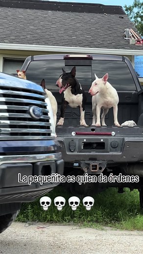 El perro más peligroso del mundo: Conoce su raza
