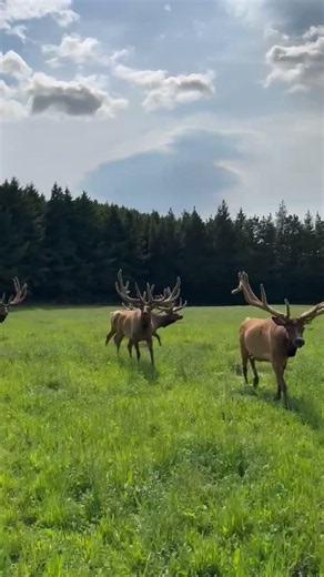 Mob of Edendale Trophy Elk 2025