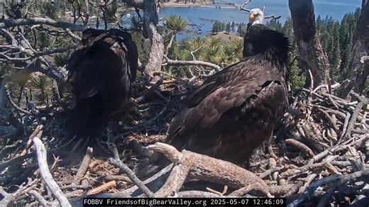 770K views · 33K reactions | Chicks Home Alone (first time...