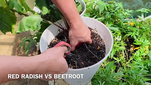 “BEETROOT vs RED RADISH” Beetroot and Red radish belong to distinct, separate species, and, depending on variety, both can come in various shapes, sizes, and colors. Beets are richer in vitamins and minerals, being higher in vitamin A, vitamins B1, B3, and B9, iron, magnesium, phosphorus, copper, potassium, and zinc. Beets also contain vitamin E, whereas radishes do not. However, radishes are higher in vitamin C, vitamin K, calcium and lower in sodium. Both beets and radishes have exhibited anti