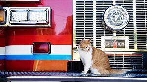 Greenville startup taps insurance companies to pay first responders