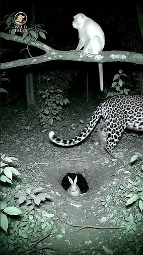 Night Hunt: The Leopard and the Macaque’s Unexpected Action