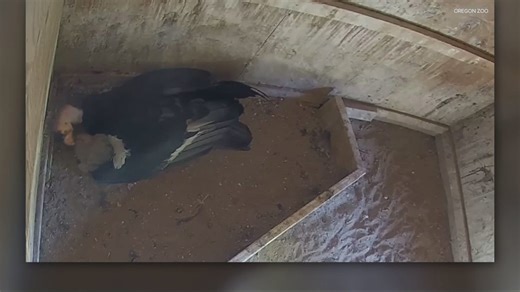 Oregon Zoo welcomes 11 California condor chicks
