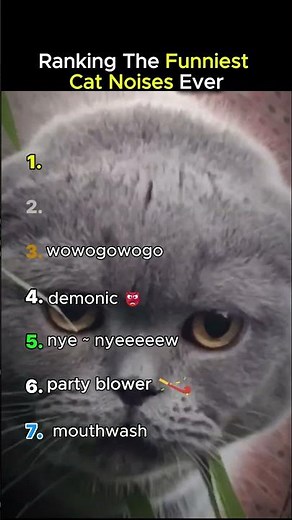 Ranking The Funniest Cat Noises Ever 😭😺 Wait Until You Hear #1
