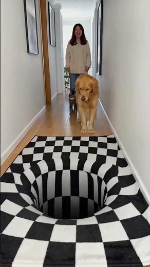 Will Dogs And Cats Believe an Optical Illusion Rug? 🤯