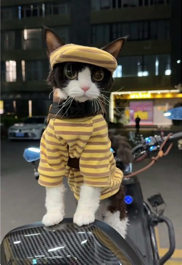 Adorable cat clothes for your little furry friend!🐱Cat clothes factory direct wholesale .🏭 👉🏻Send us a message to get a factory price list 💌#catclothes #petfashion #factorysupplier #wholesalepet #cutcat