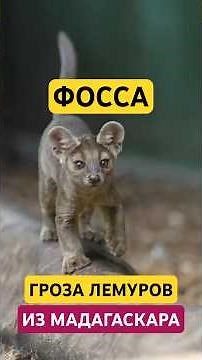 Fossa: Madagascar's Mysterious Predator 🌍🔥 #fossa #madagascar #lemur #animals