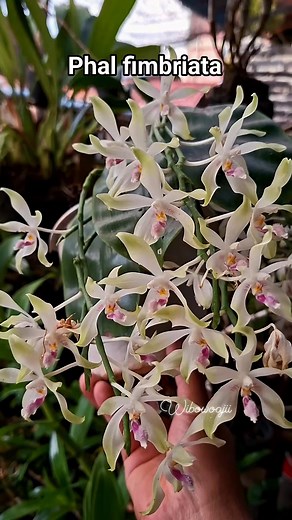 P. fimbriata species Aceh, Sumatra Island, Indonesia #orchid @sorotan | Wibowo Ajii