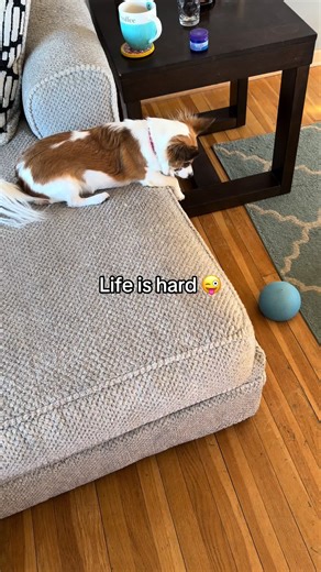 Funny Dog's Ball Dilemma: Hilarious 30-Minute Growl