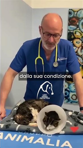 ❤️Rosy forza, non mollare! agg. 29 marzo su Rosy la gattina seviziata a Tor Tre Teste a Roma...