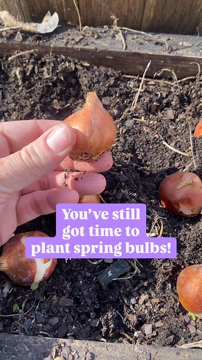 9 comments | Worried you are too late to plant spring blooming bulbs?...