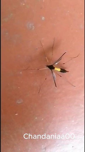 Up close with a Giant Mosquito Hawk! 🔎 #shorts #cranefly #insects