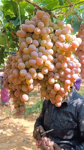 Massive Grapes Harvesting 🍇 | Amazing Vineyard Harvest | Farm Fresh Grapes