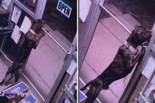 CCTV captures shelter dog escaping kennel—then unlocks door and walks out