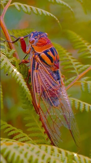 𝘊𝘪𝘤𝘢𝘥𝘢….. 𓆦⋆｡𖦹 ⨺⃝ { #therian #reincarnation #alterhuman #otherkin #antizoo #cicada }